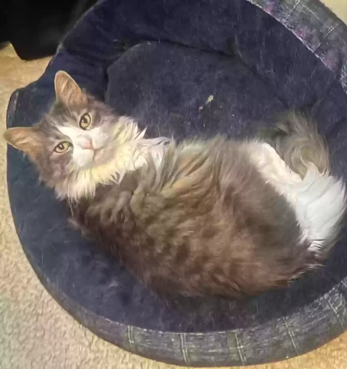 Missing Cat