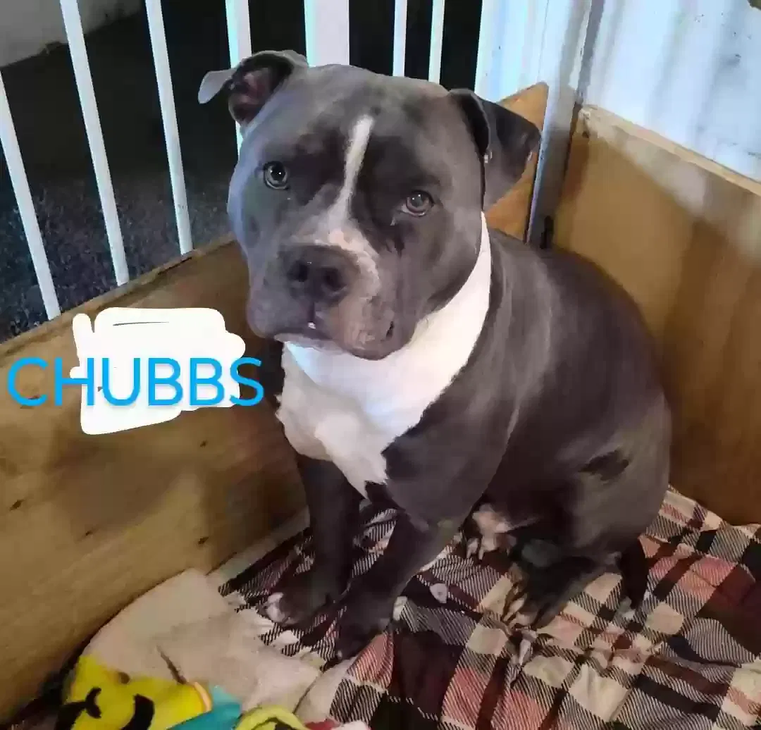 Lost dog in Modesto, CA, 95351
