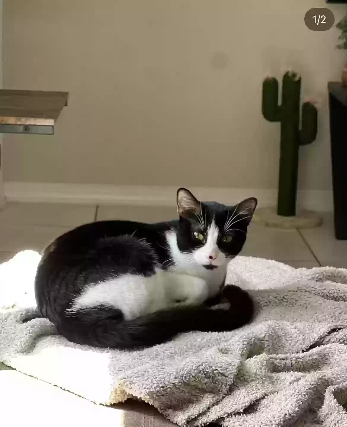 Lost cat in Saint Petersburg, FL, 33712