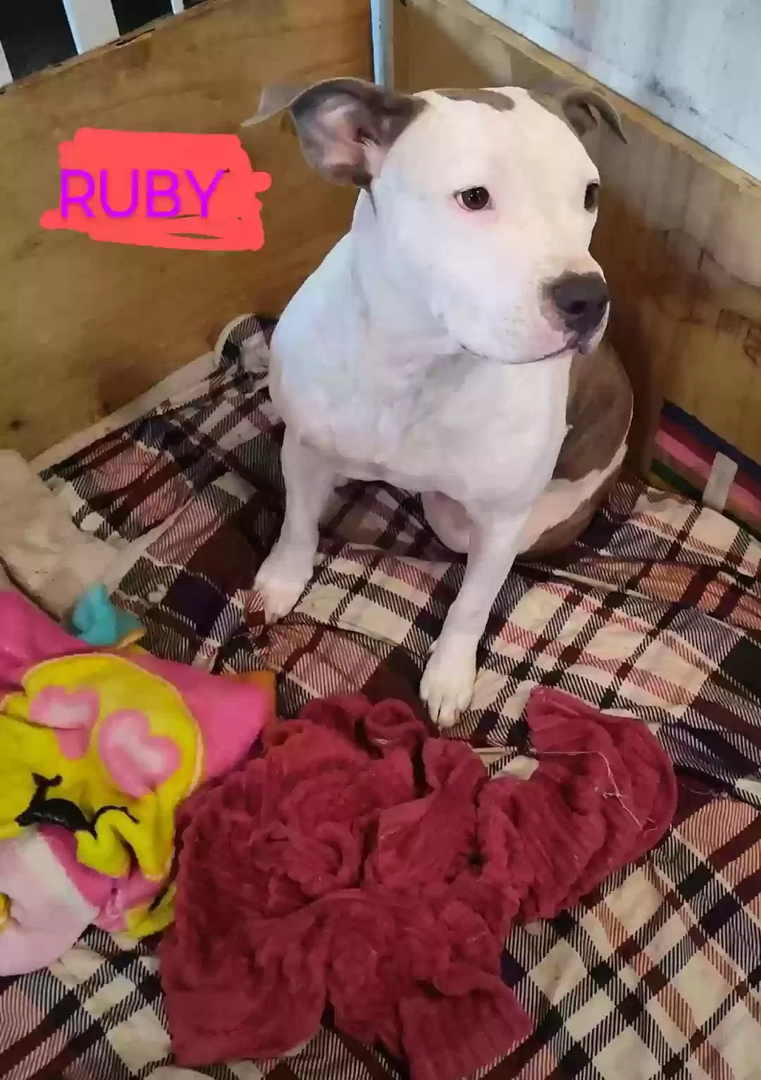 Lost dog in Modesto, CA, 95351