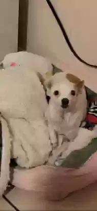 Lost dog in Victorville, CA, 92392
