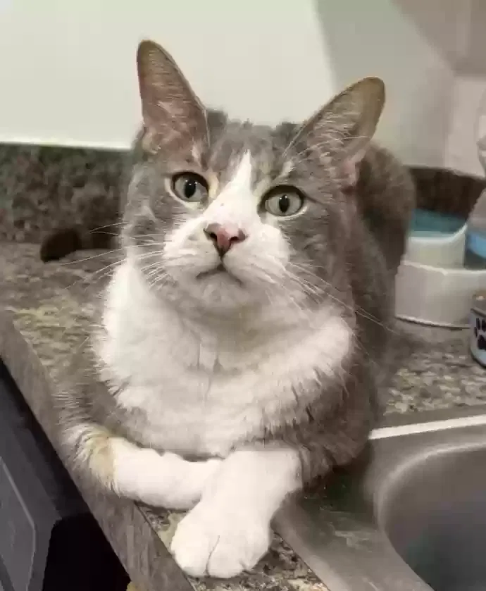Lost cat in Cincinnati, OH, 45219