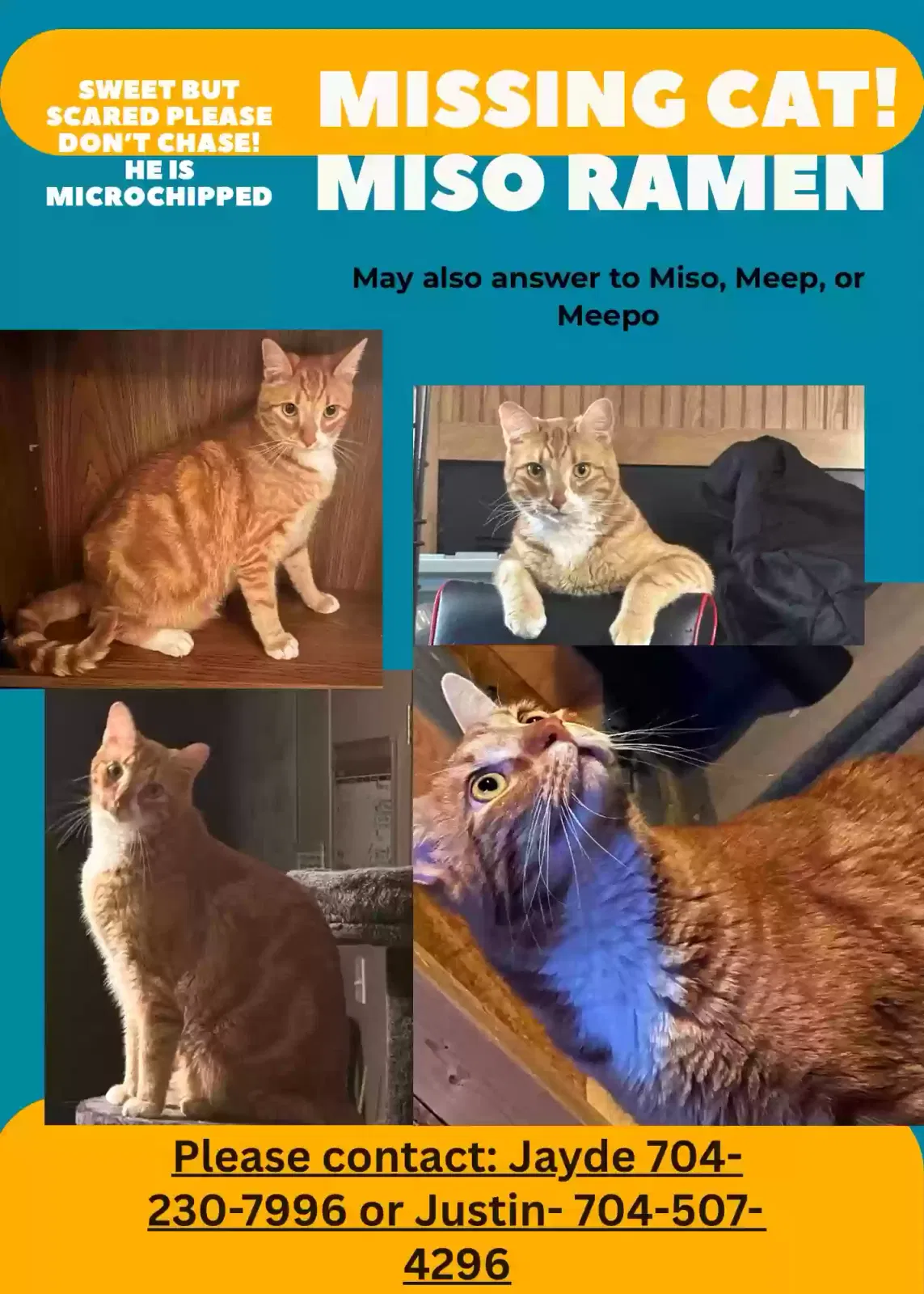 Lost cat in Mooresville, NC, 28115