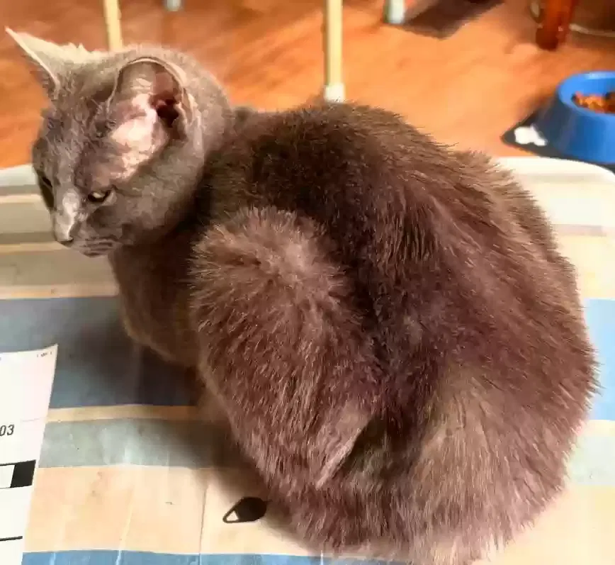 Lost cat in Lexington, SC, 29073