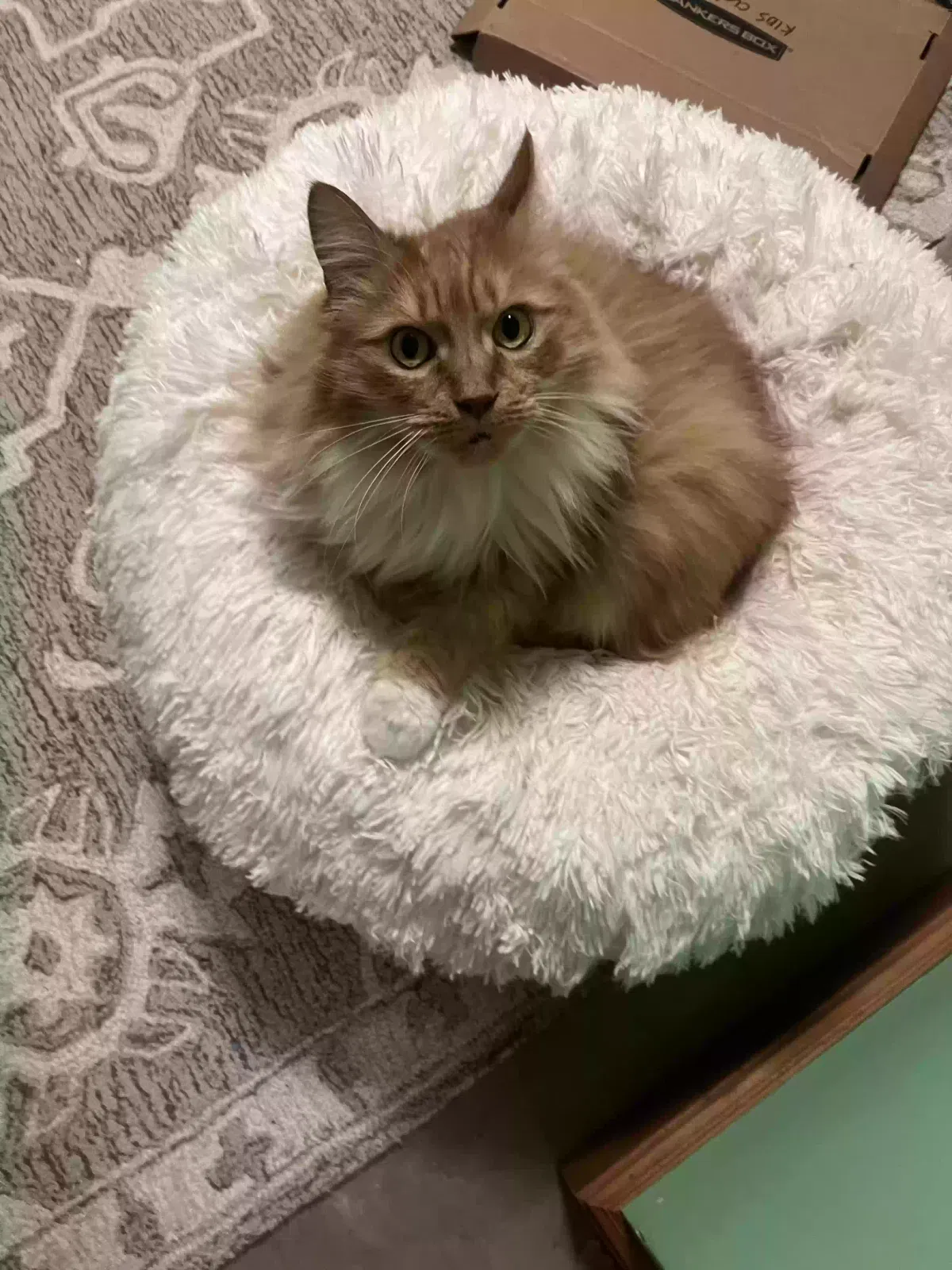 Lost cat in Albany, CA, 94706