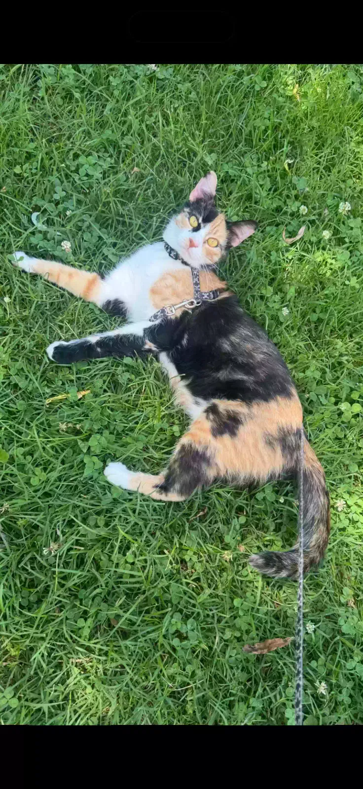 Lost cat in Bordentown, NJ, 8505