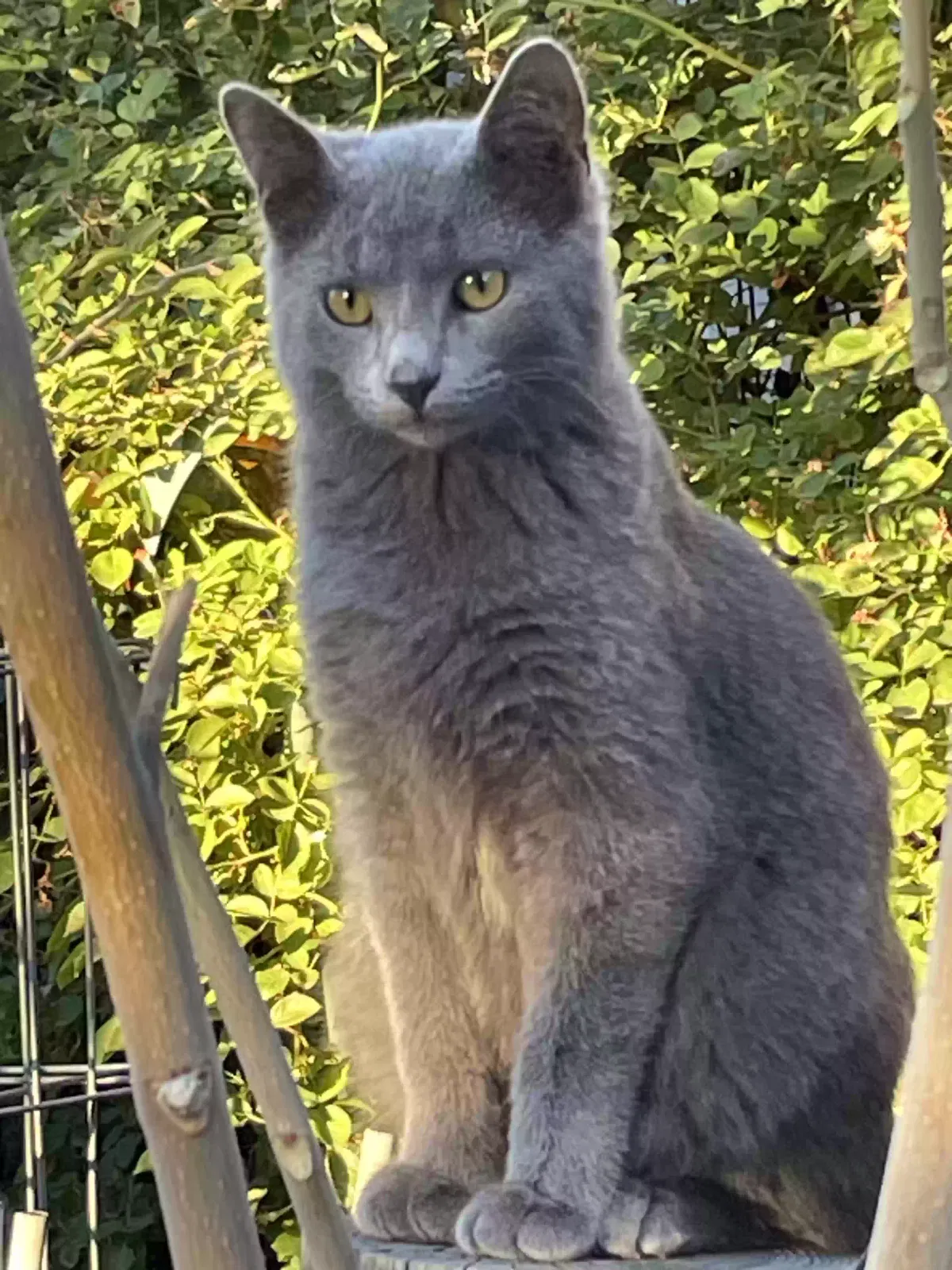 Lost cat in Salt Lake City, UT, 84106