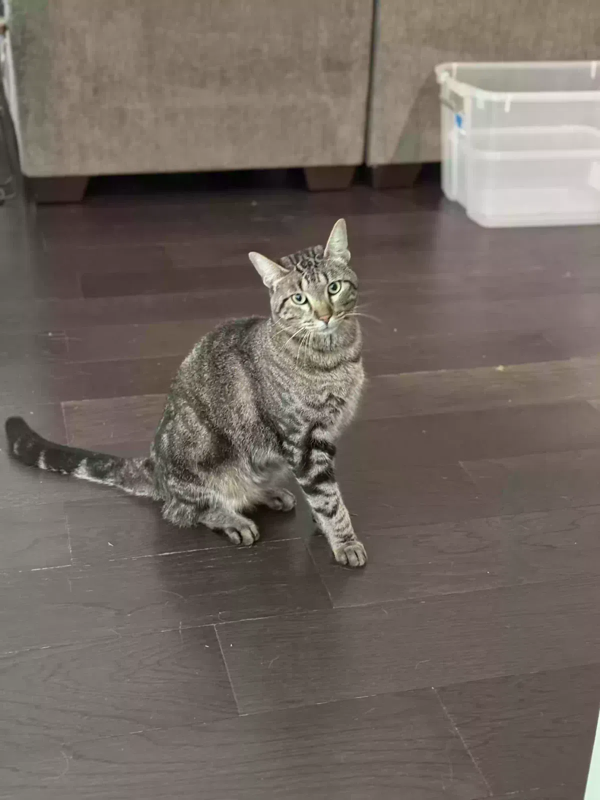 Lost cat in Argyle, TX, 76226