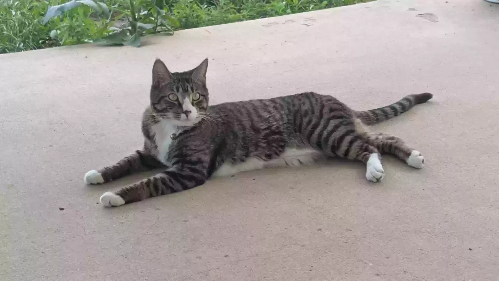 Lost cat in Colorado Springs, CO, 80920