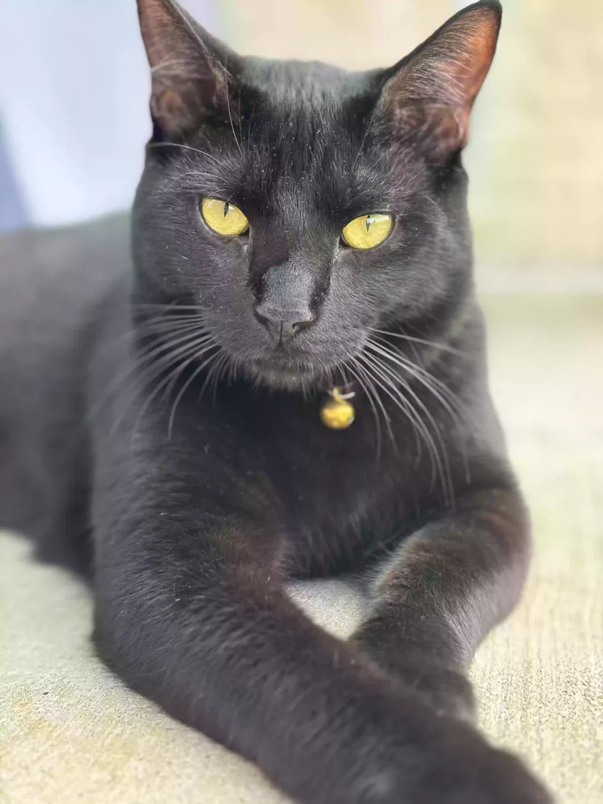 Lost cat in Denton, TX, 76208