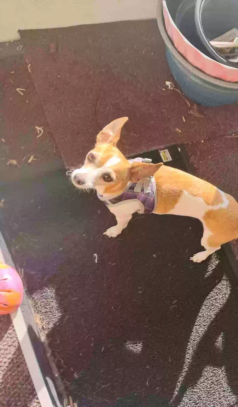 Lost dog in Lakeland, FL, 33815