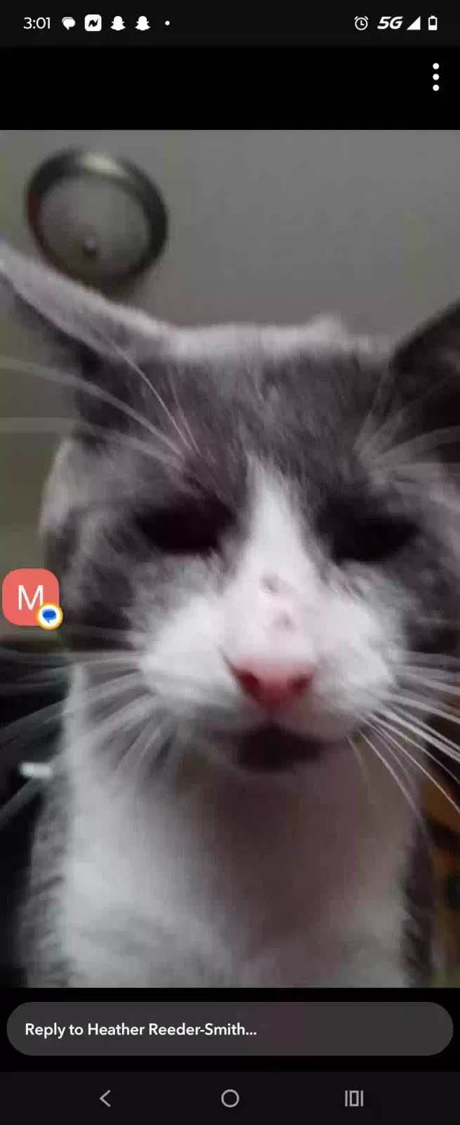 Lost cat in Newton, KS, 67114