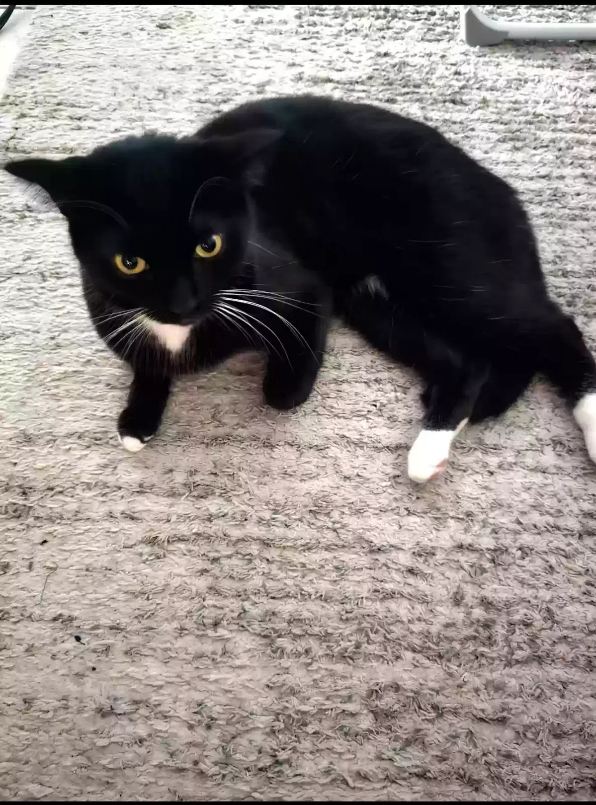 Lost cat in North Hollywood, CA, 91601