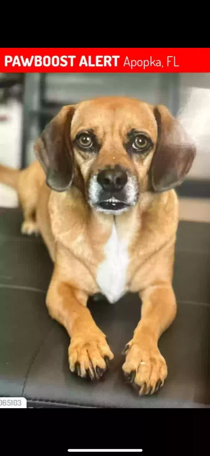 Lost dog in Apopka, FL, 32712