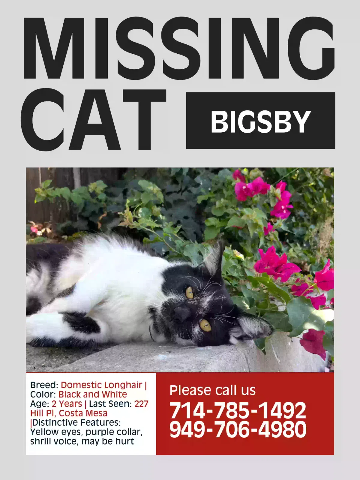 Lost cat in Costa Mesa, CA, 92627