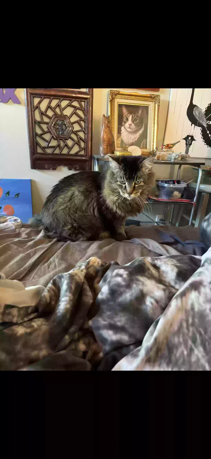 Lost cat in Santa Monica, CA, 90403