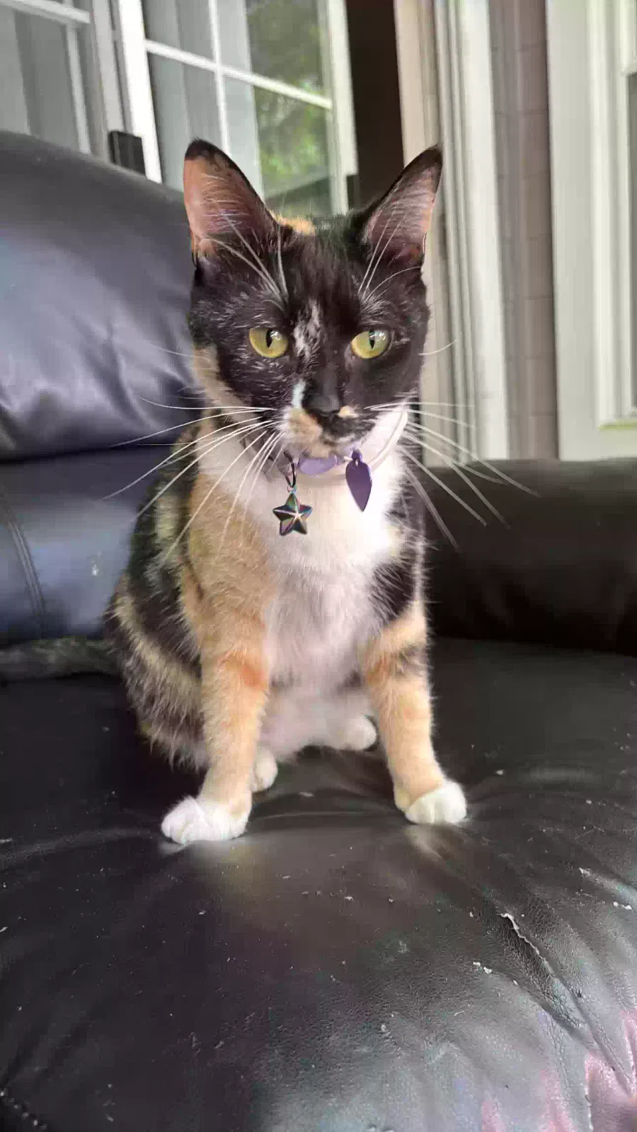 Lost cat in Lexington, NC, 27295