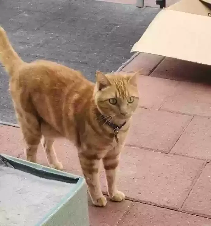 Lost cat in Huntington Beach, CA, 92649