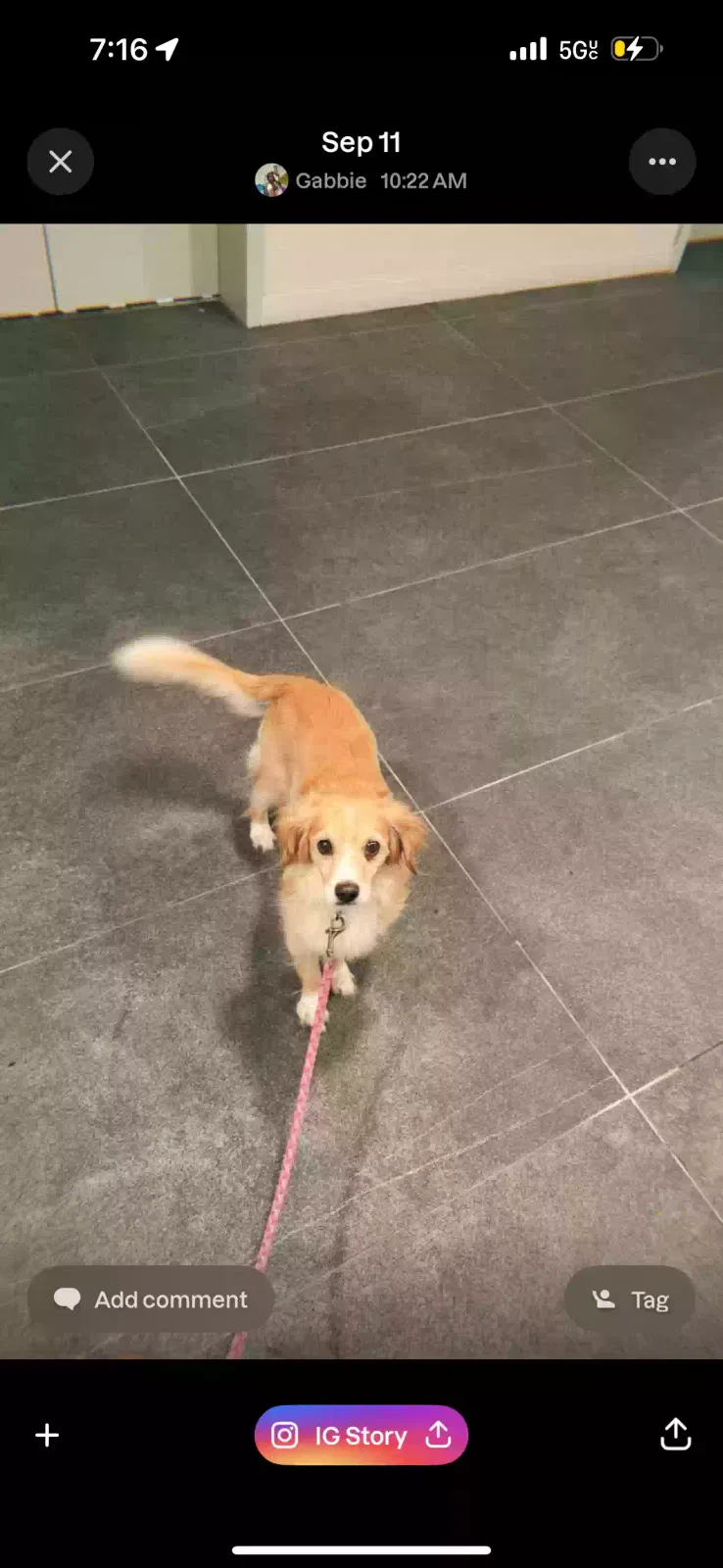 Lost dog in Atlanta, GA, 30308