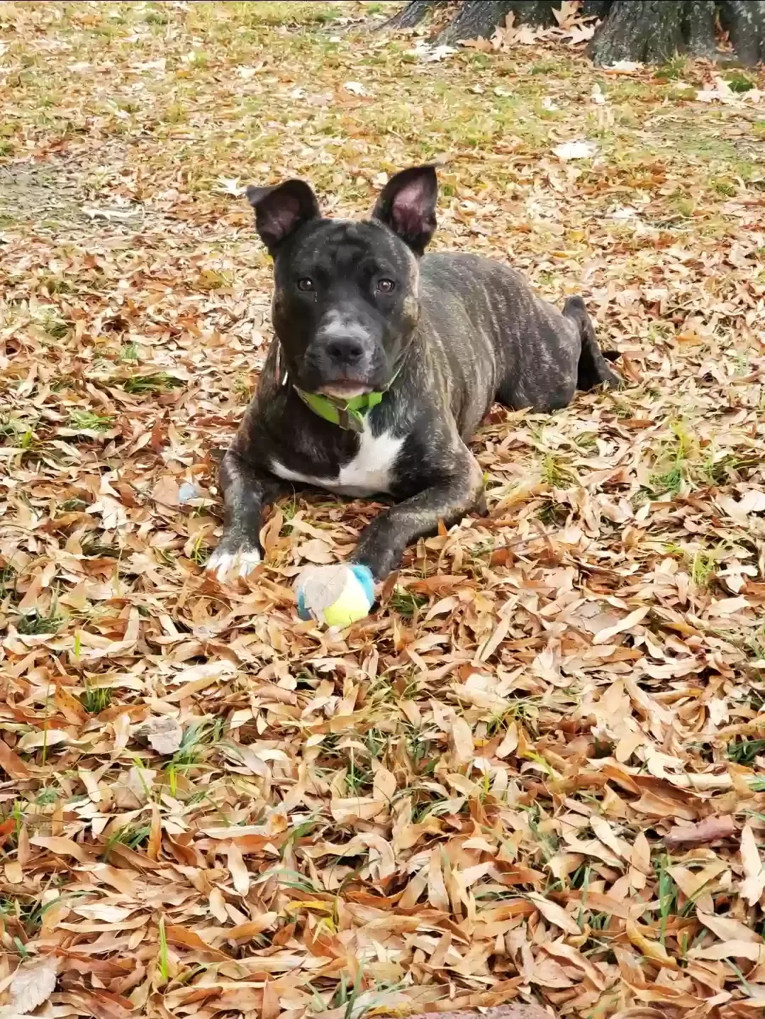 Lost dog in Memphis, TN, 38111