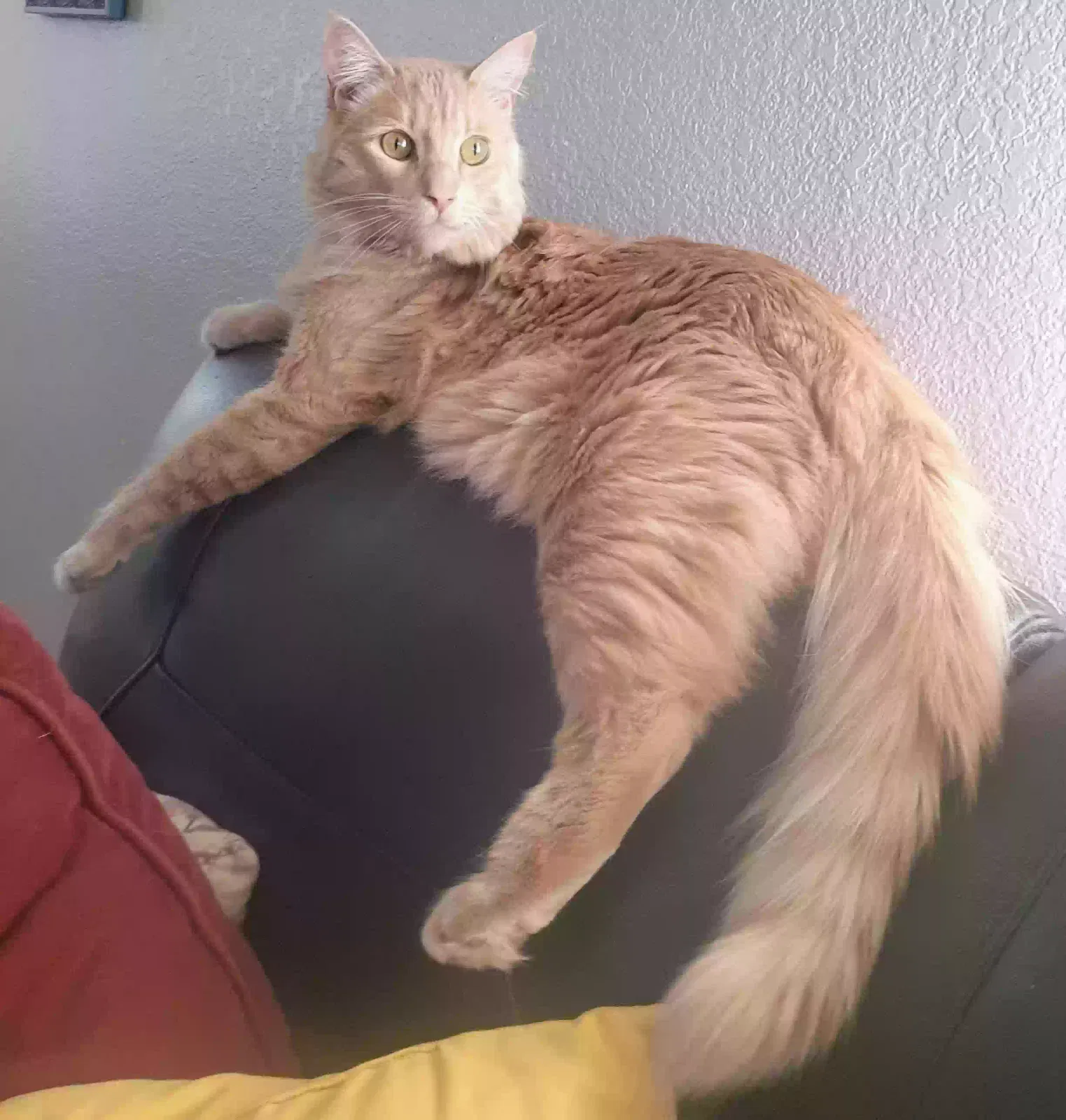 Lost cat in Guadalupe, CA, 93434
