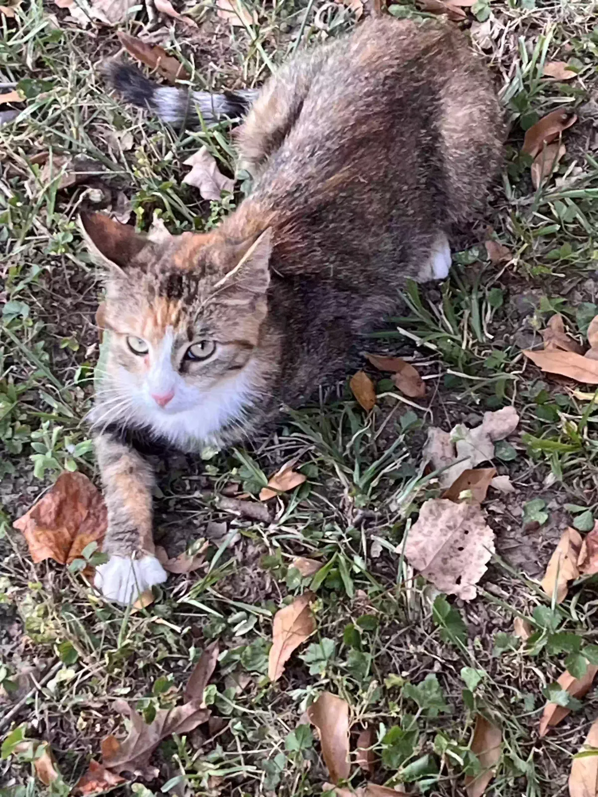 Found cat in Lawrenceville, GA, 30043