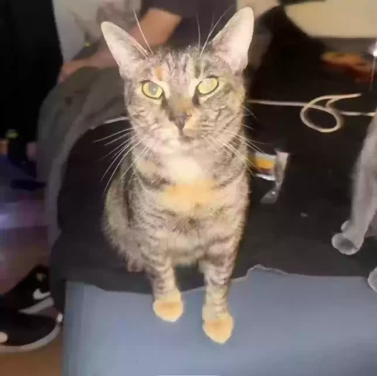 Lost cat in Portland, OR, 97230