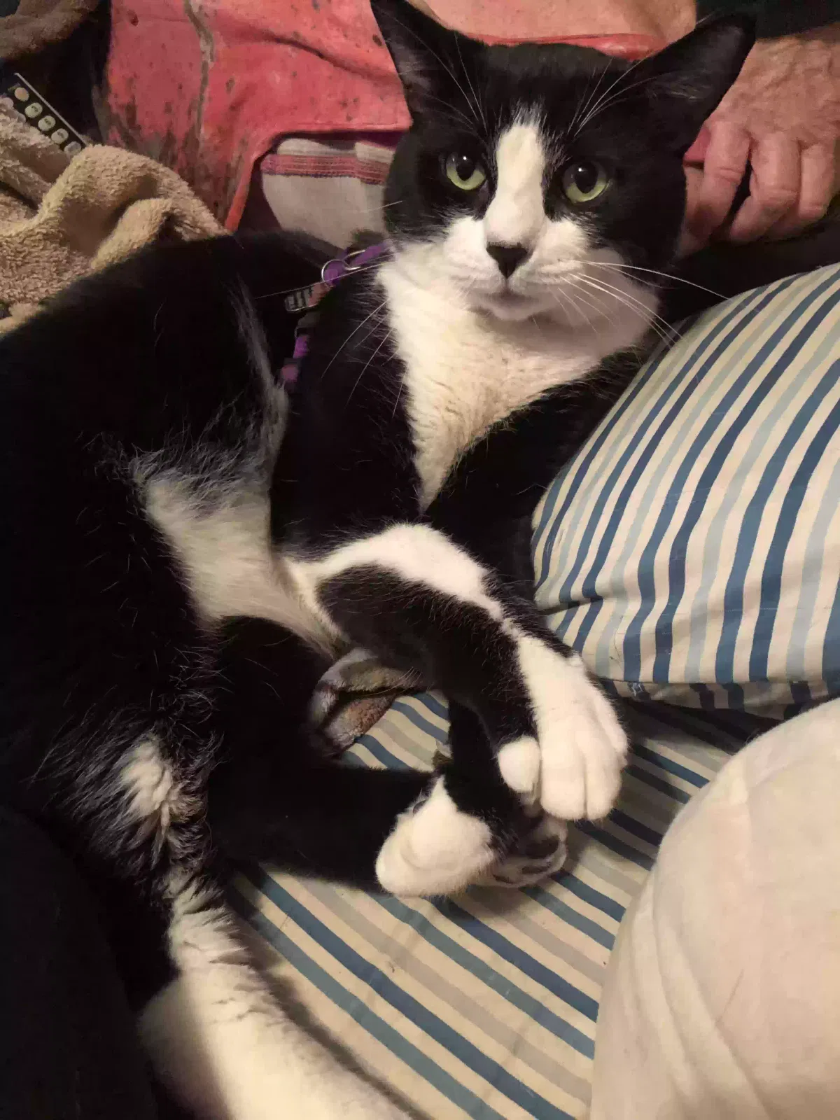 Lost cat in Fresno, CA, 93720