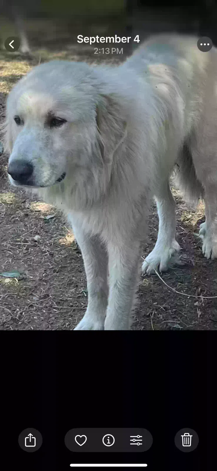 Lost dog in Quinlan, TX, 75474