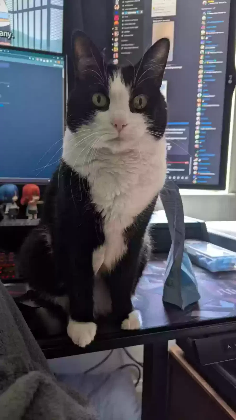 Lost cat in Colorado Springs, CO, 80924
