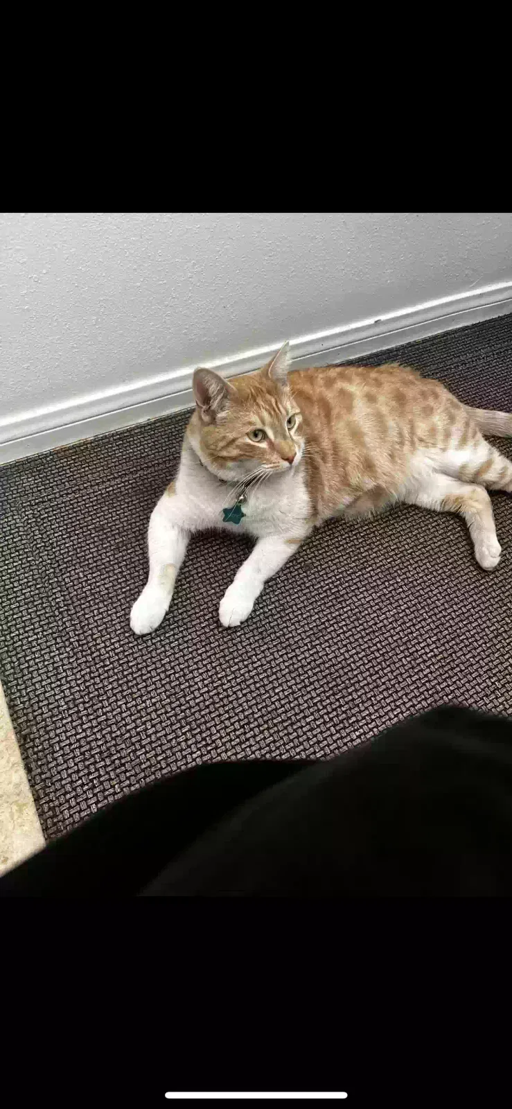 Lost cat in Rowland Heights, CA, 91748