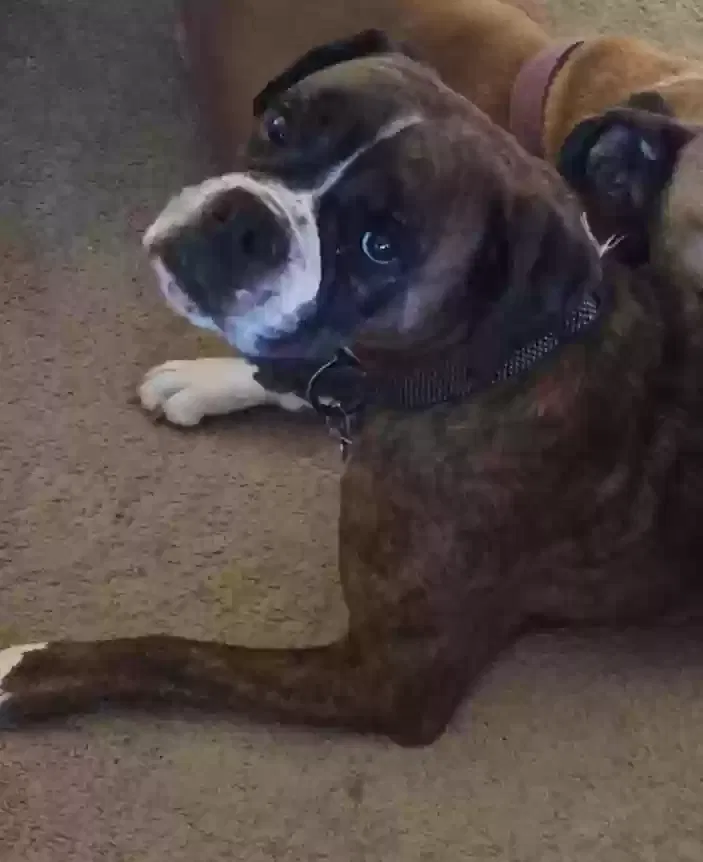 Lost dog in Englewood, CO, 80110