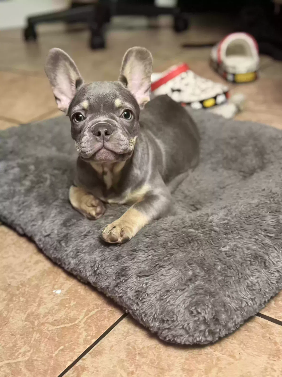 Lost dog in Queens Village, NY, 11429