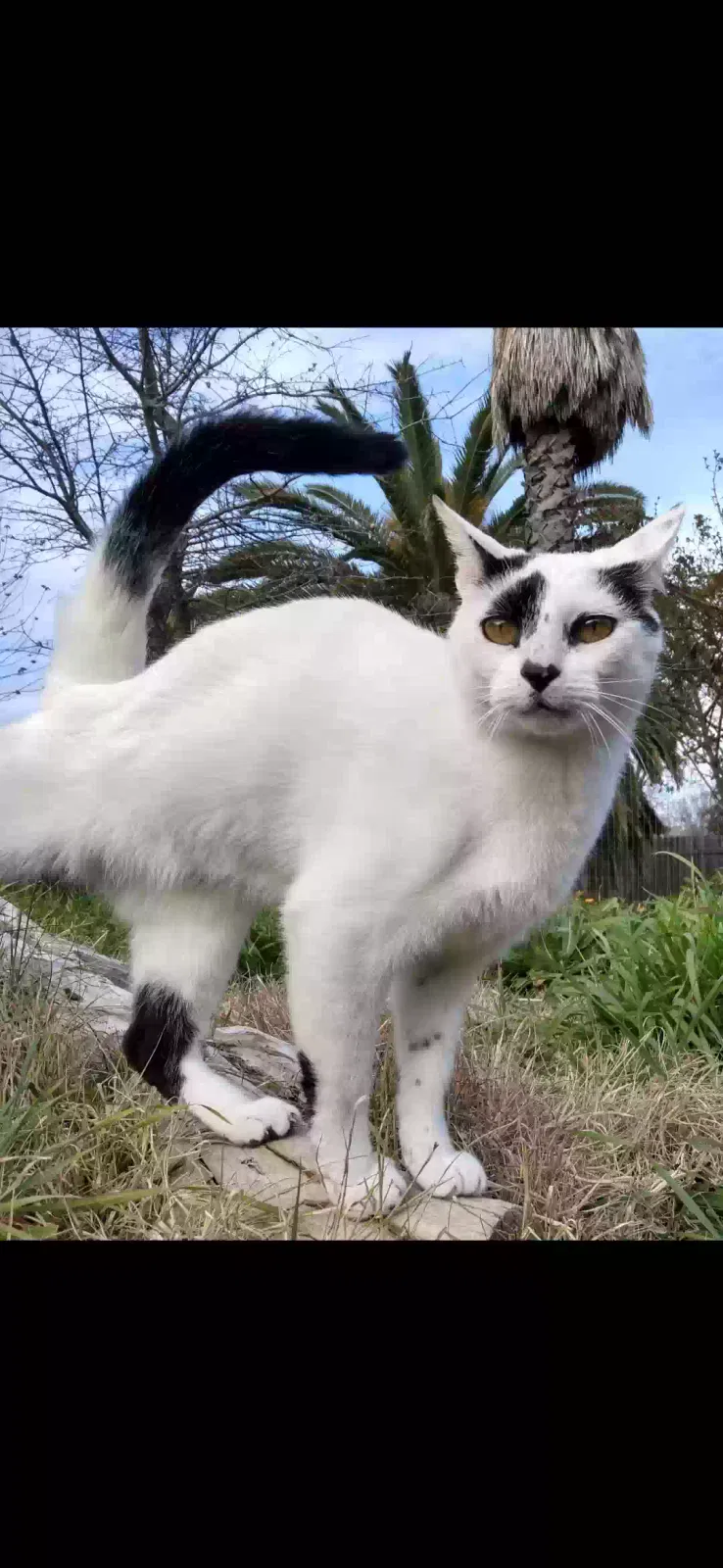 Lost cat in Santa Cruz, CA, 95060