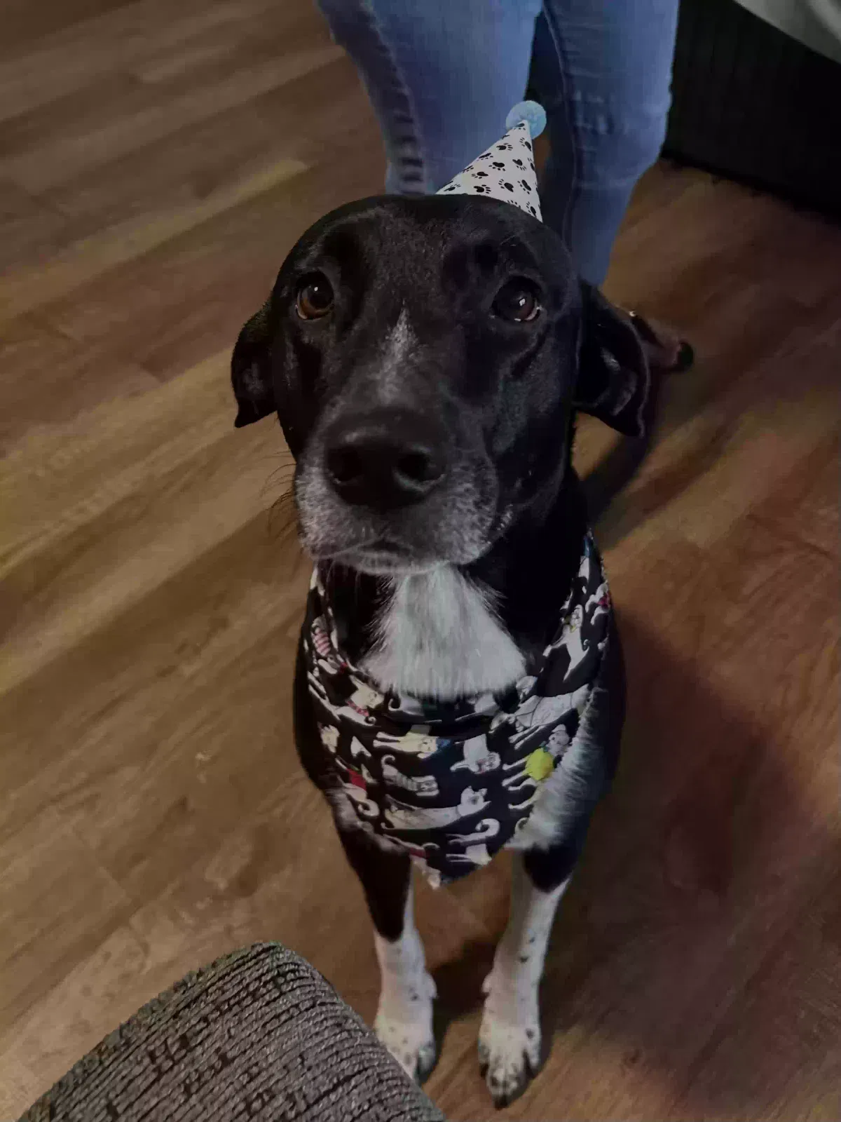 Lost dog in Garland, TX, 75042
