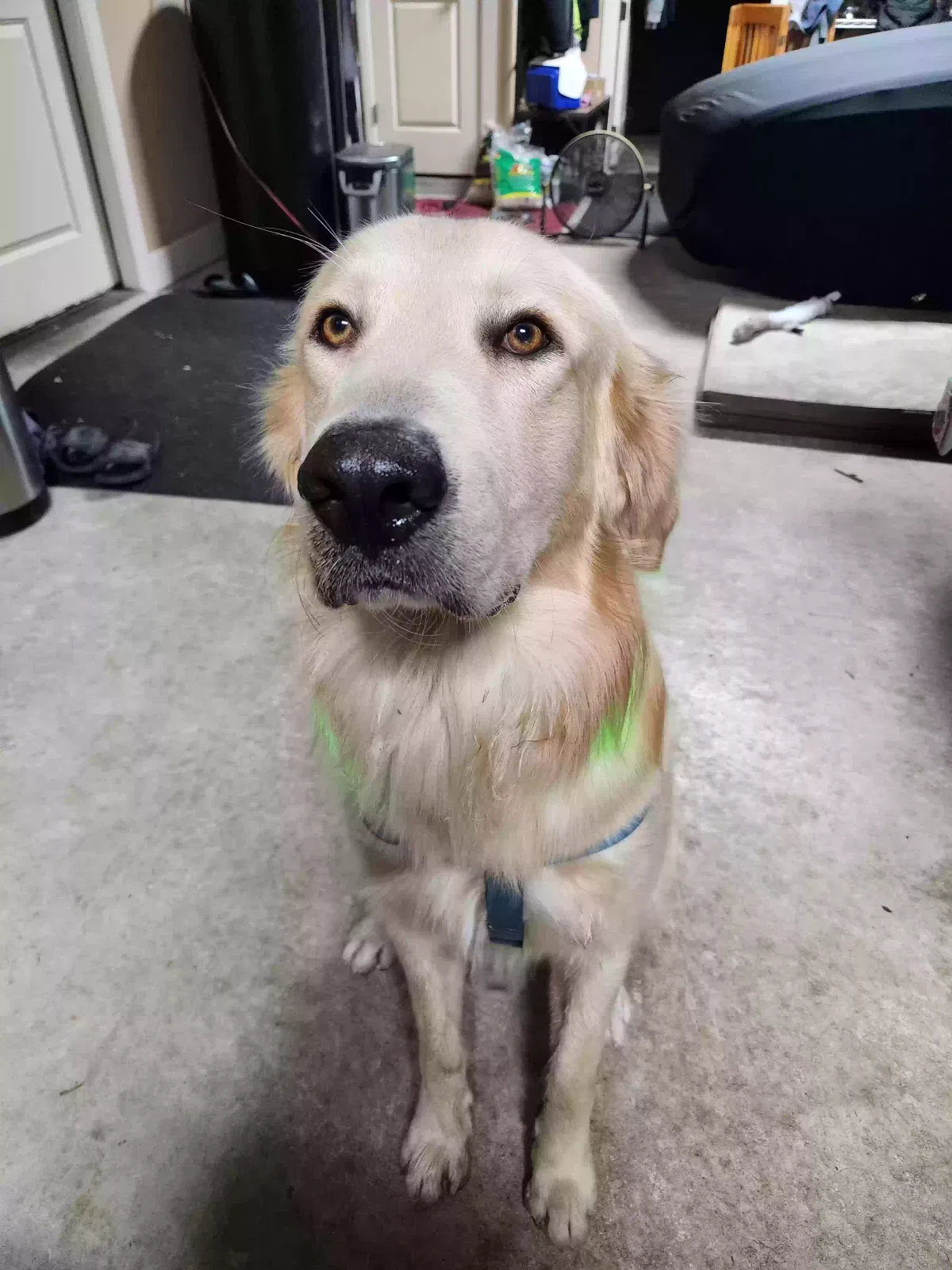 Found dog in San Antonio, TX, 78219