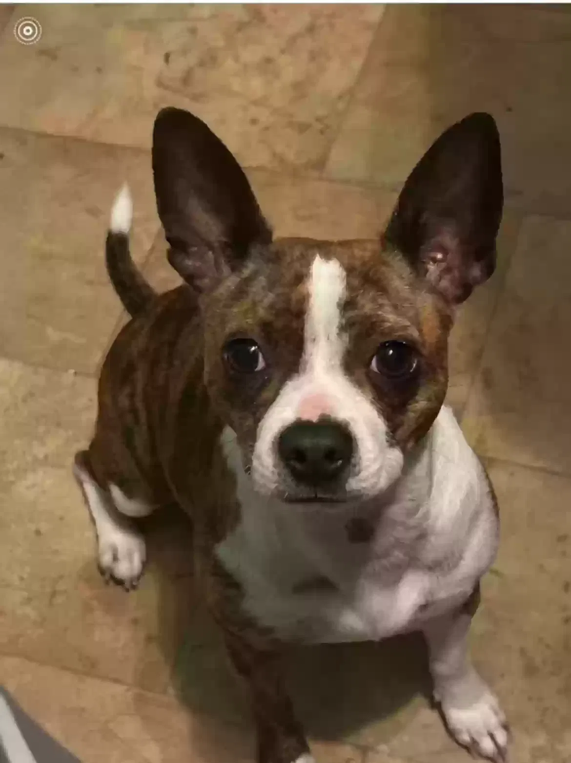 Lost dog in Bryan, TX, 77803