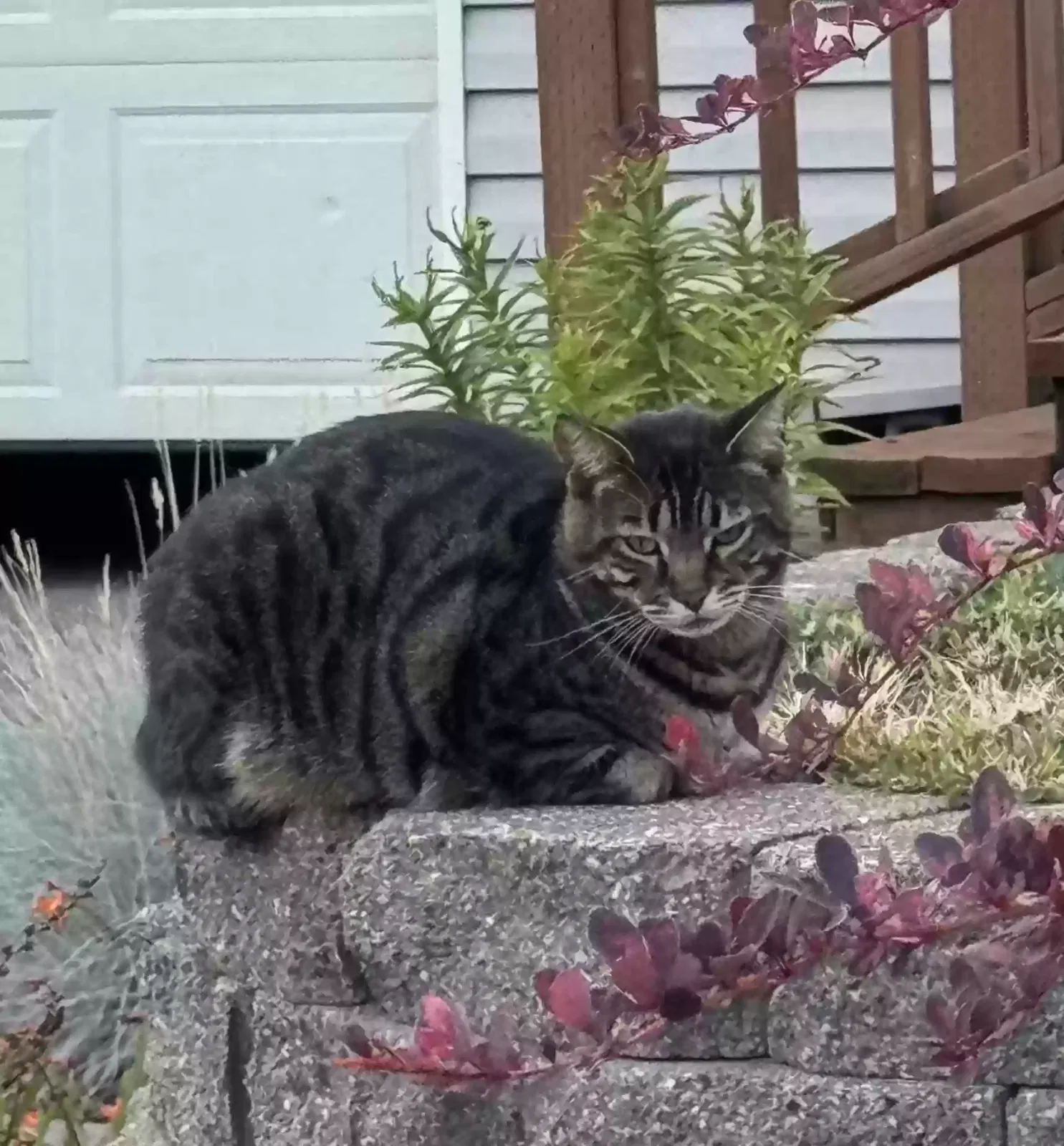 Lost cat in Salem, OR, 97303