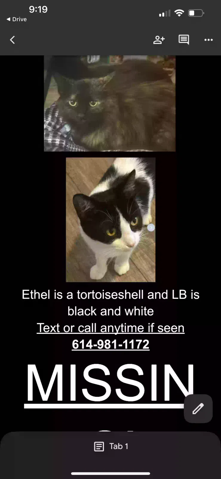 Lost cat in Grove City, OH, 43123