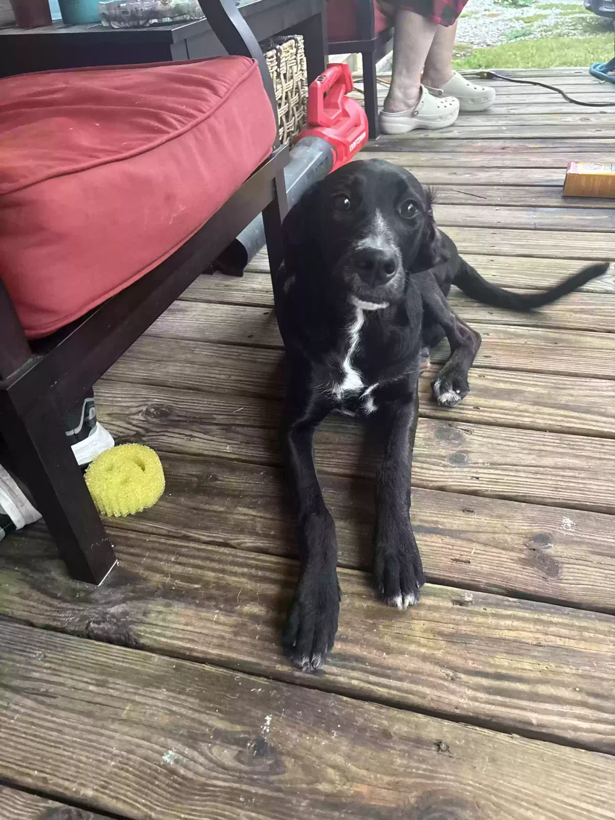 Found dog in Gordonsville, TN, 38563
