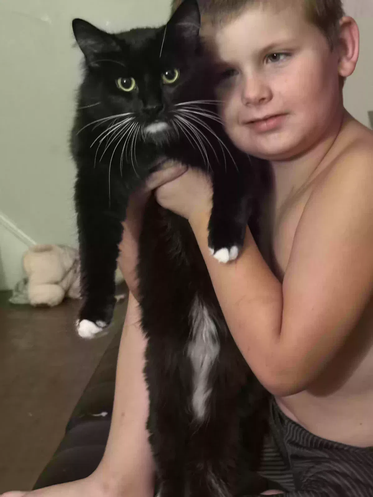 Lost cat in Cincinnati, OH, 45205