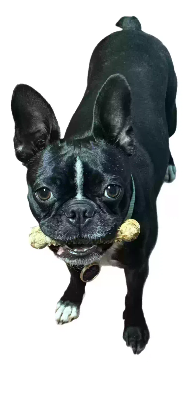 Lost dog in Phoenixville, PA, 19460