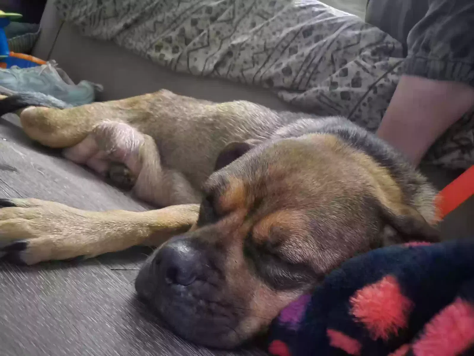 Lost dog in San Antonio, TX, 78217