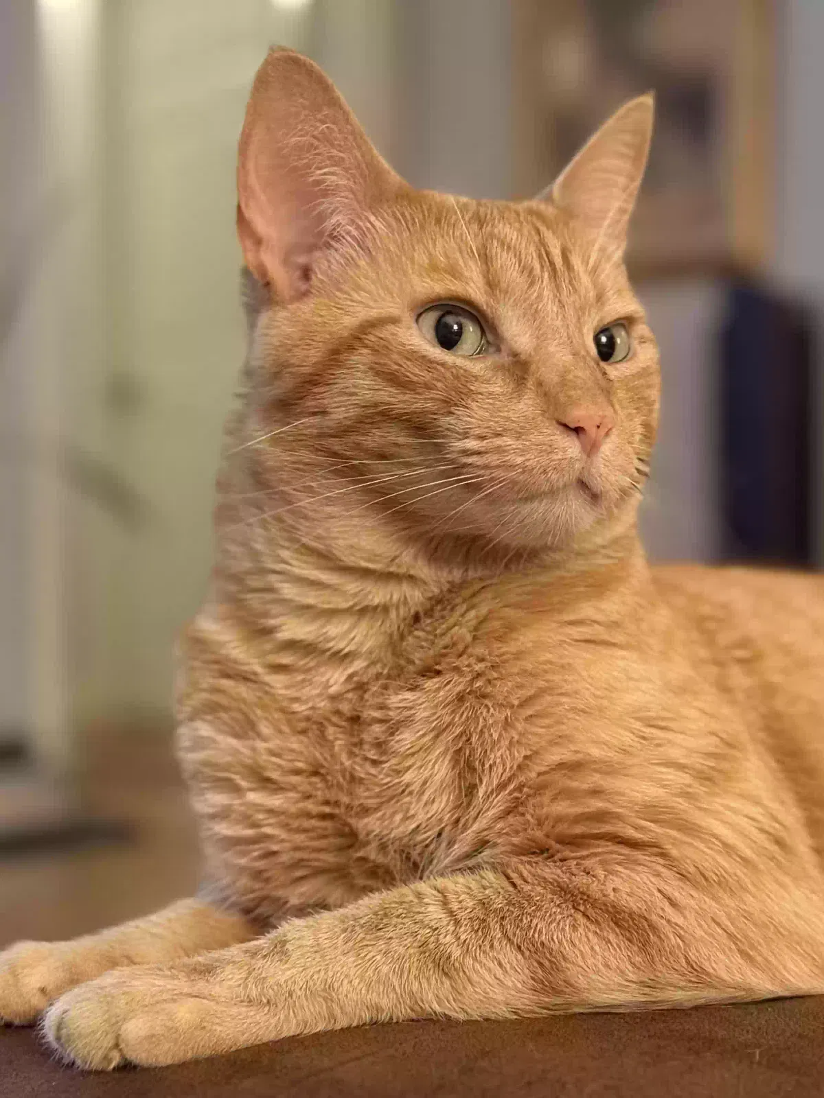 Lost cat in El Sobrante, CA, 94803