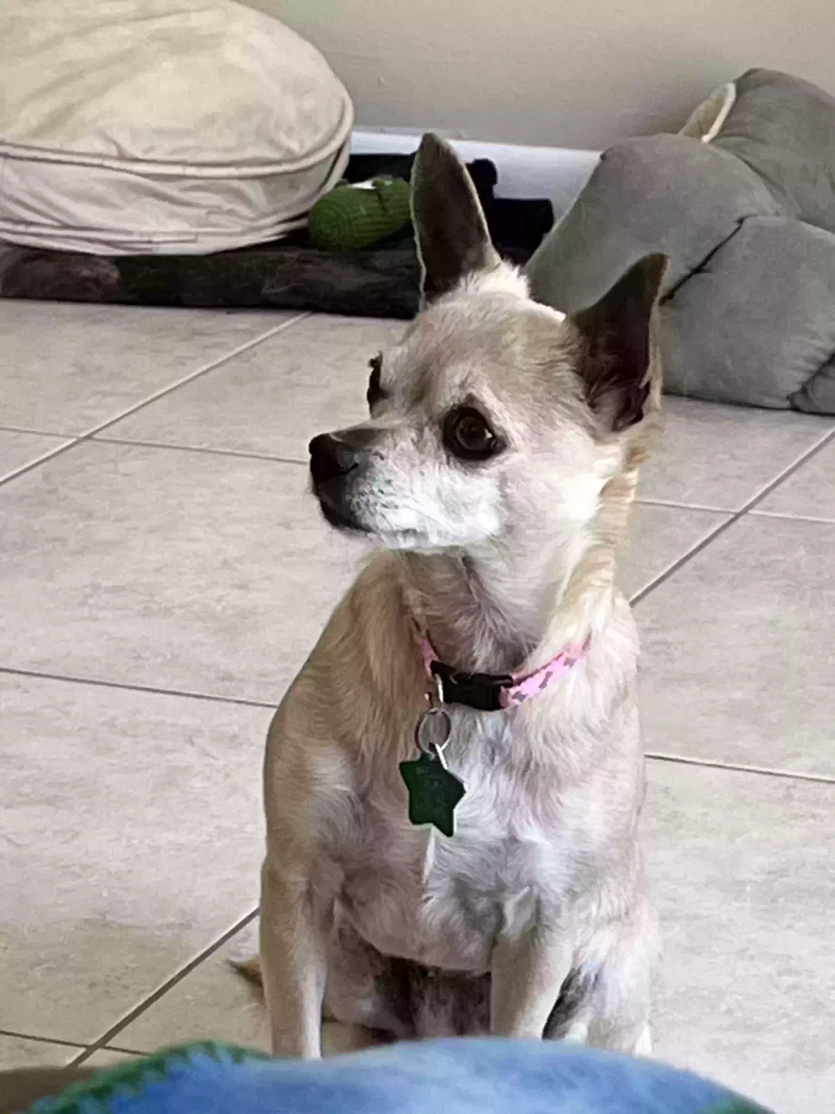 Lost dog in Titusville, FL, 32780