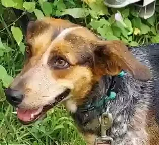 Found dog in Moss Point, MS, 39563
