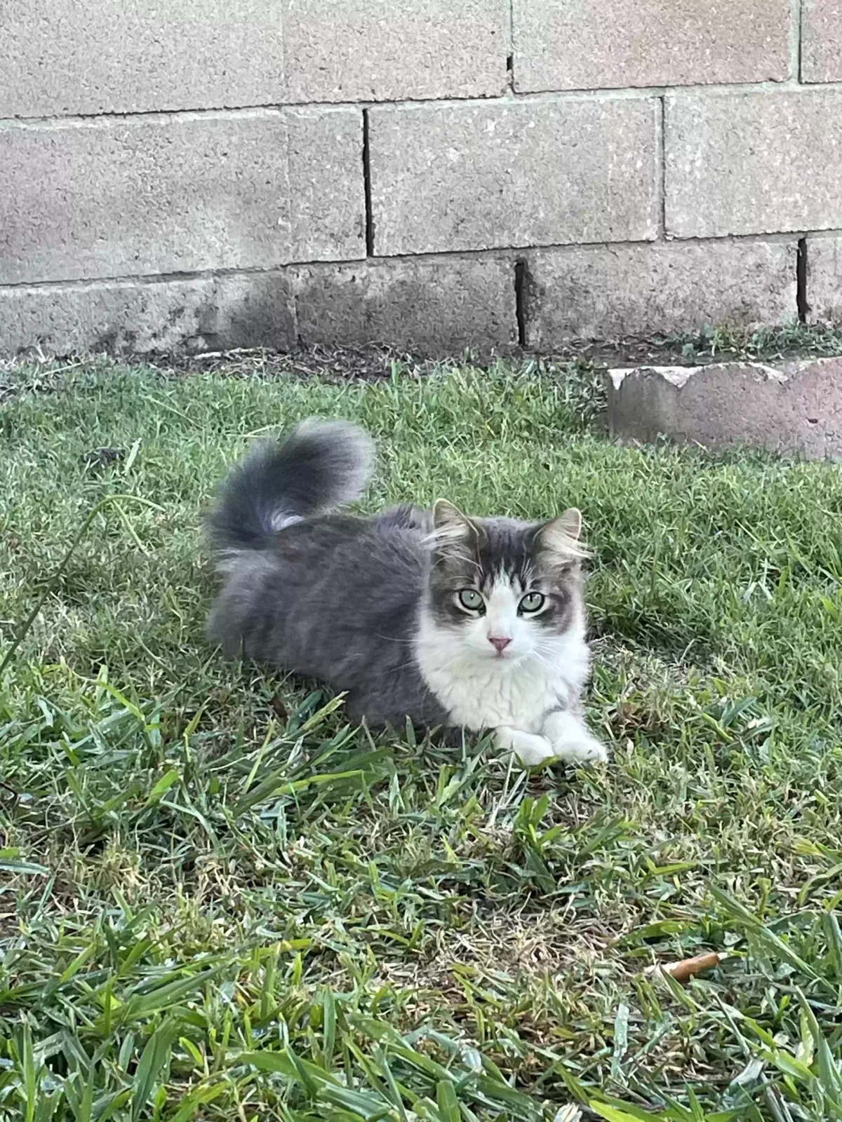 Lost cat in Garden Grove, CA, 92843
