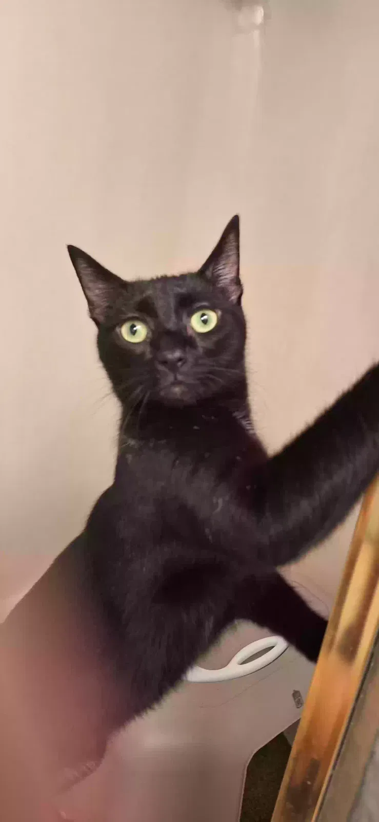 Lost cat in Houston, TX, 77084