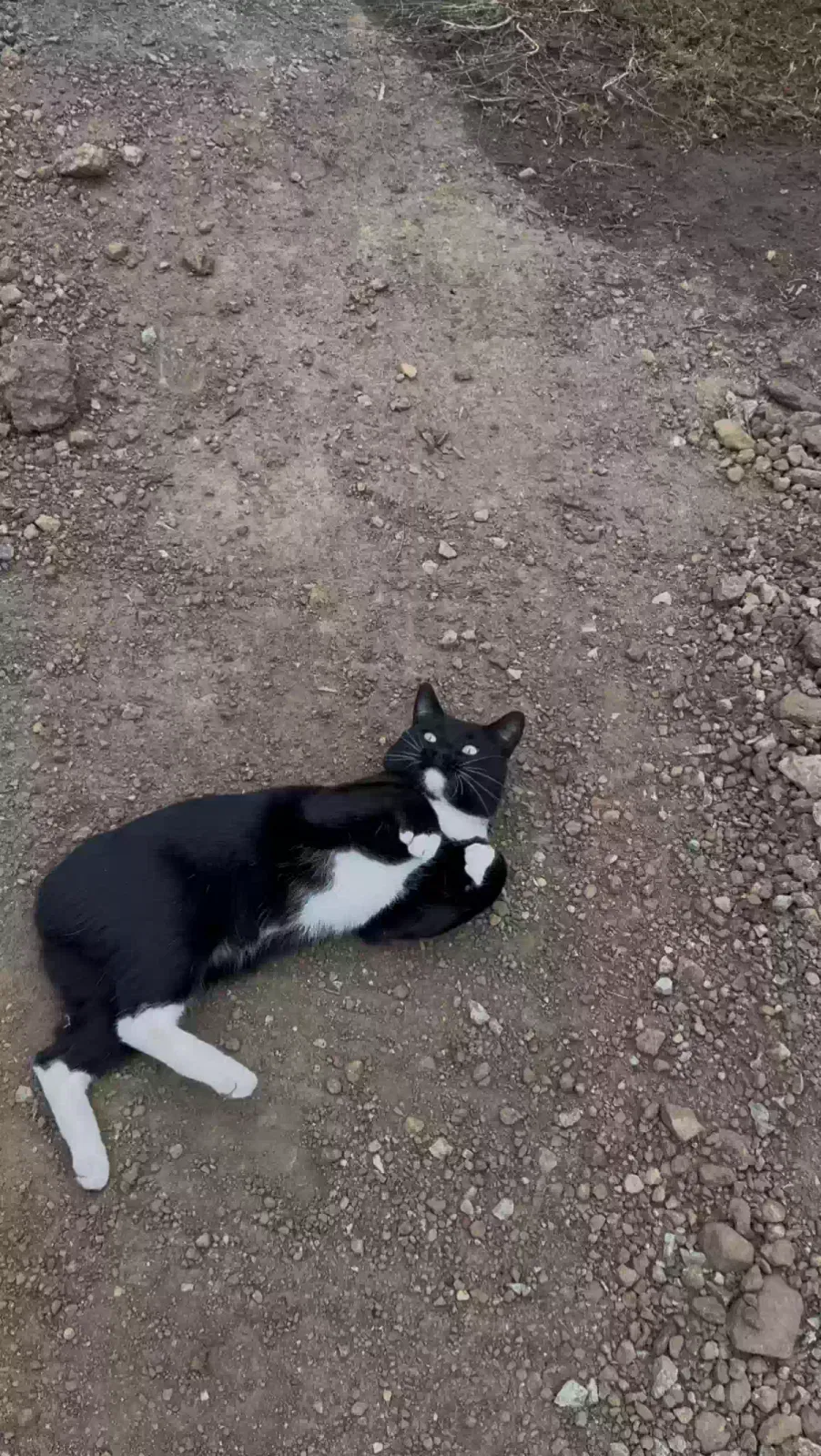 Lost cat in Perris, CA, 92570