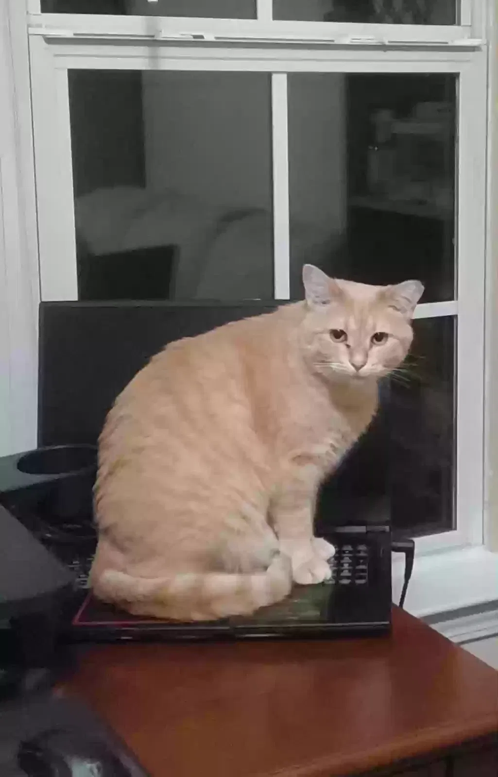 Lost cat in Greenville, SC, 29615